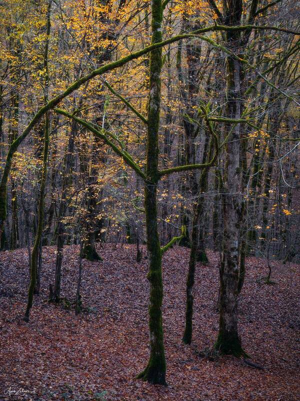 forest, autumn, travel, landscape, woodland, tree, iran, mazandaran Alone фото превью