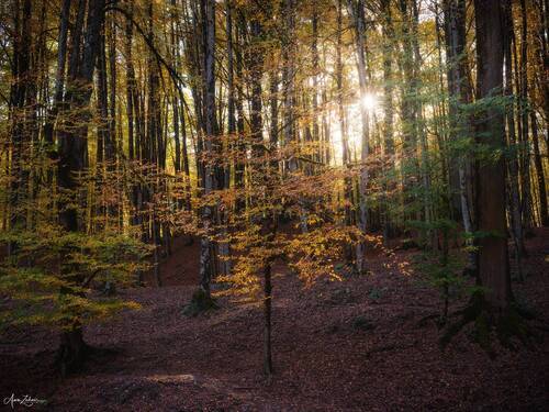 Spot Light