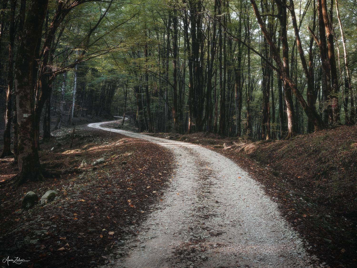 forest, landscape, nature, travel, photography, woodland, iran, mazandaran, Aws Zuhair