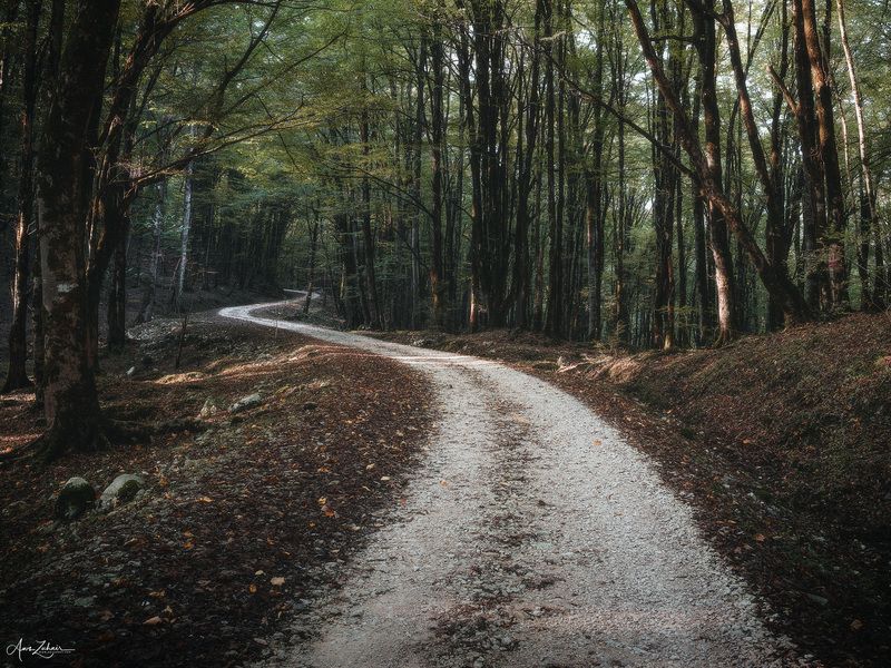 forest, landscape, nature, travel, photography, woodland, iran, mazandaran The Road фото превью