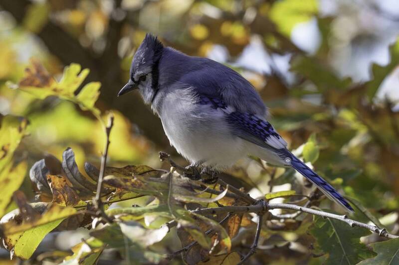 Blue jay фото превью