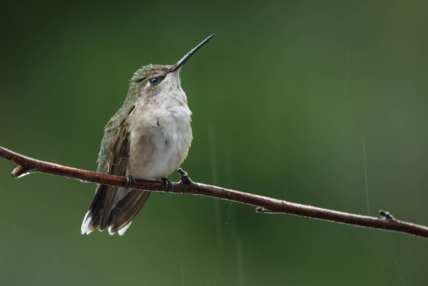 bird, hummingbird, rufous, Atul Saluja