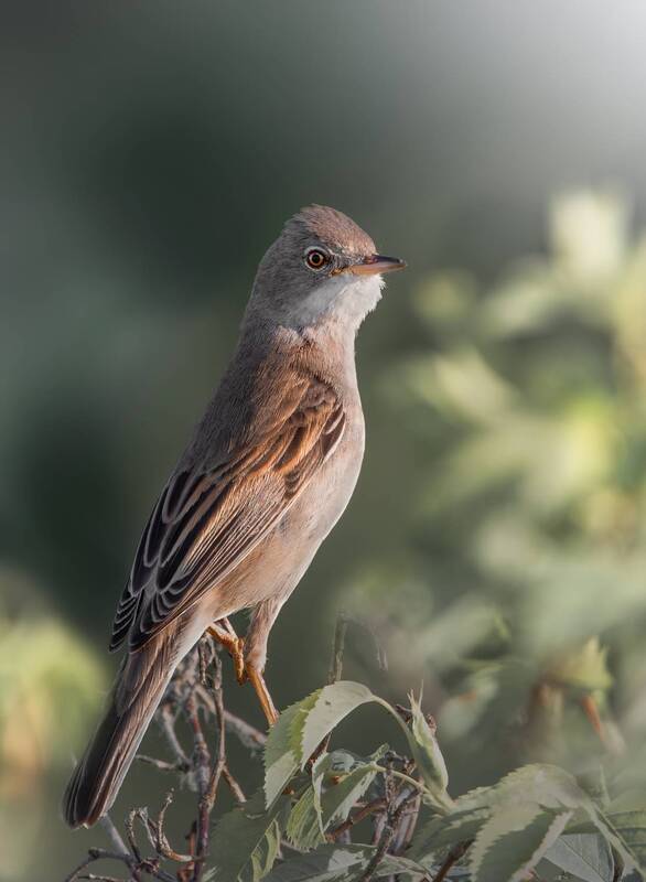 Серая Славка Curruca communis фото превью