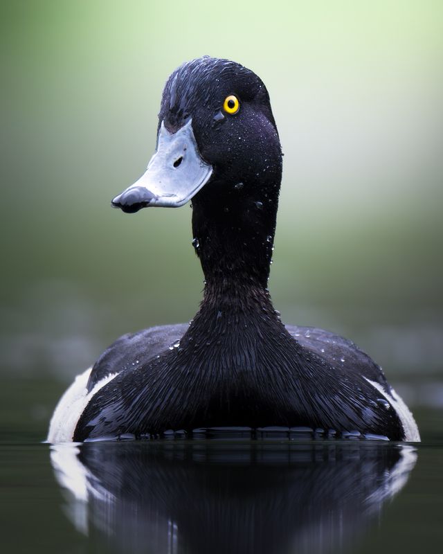 Хохлатая чернеть (Aythya fuligula) фото превью