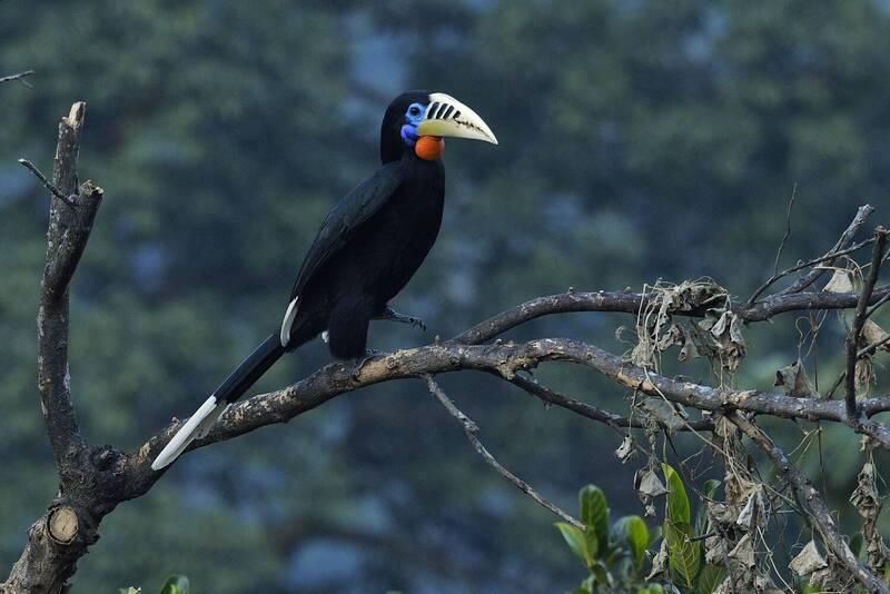 HORNBILL фото превью