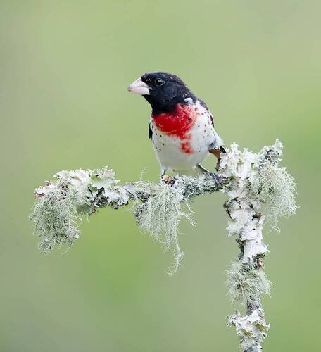 Rose-breasted Grosbeak male - Красногрудый дубоносовый кардинал