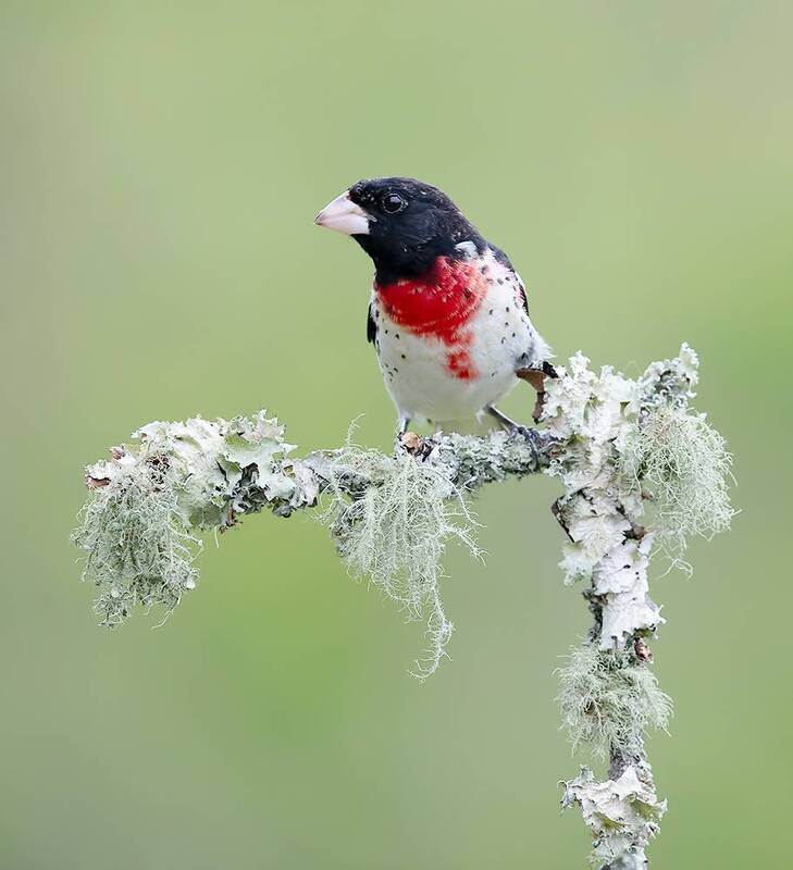 rose-breasted grosbeak, grosbeak, красногрудый дубоносовый кардинал, кардинал, cardinal, wild, birds, spring, весна, птицы Rose-breasted Grosbeak male - Красногрудый дубоносовый кардинал фото превью
