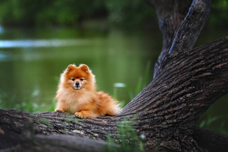 .... фото превью