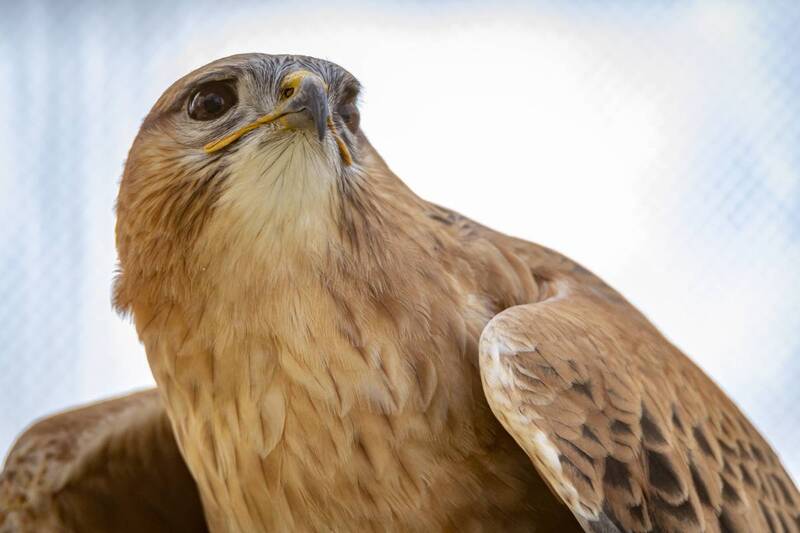 animals, birds, closeup  фото превью