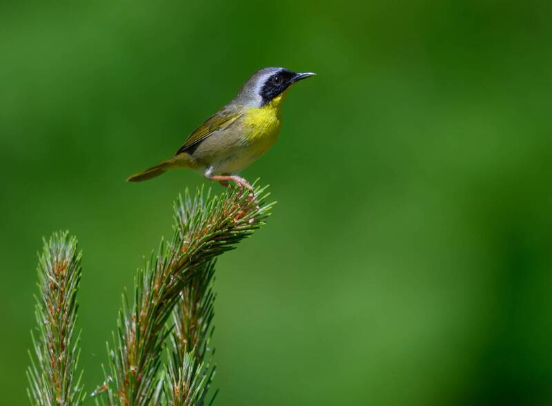 Common Yellowthroat (m) фото превью