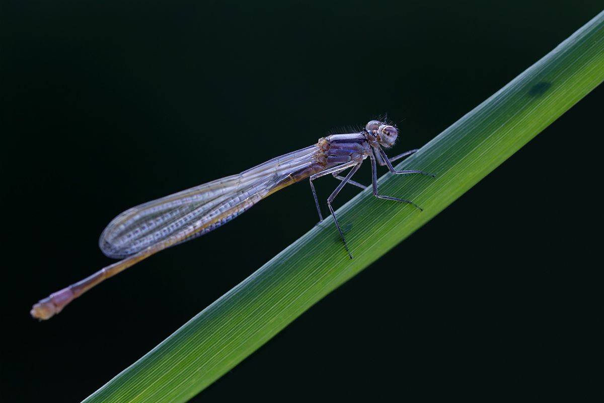 стрекоза, макро, dragonfly, macro, Хилько Марина
