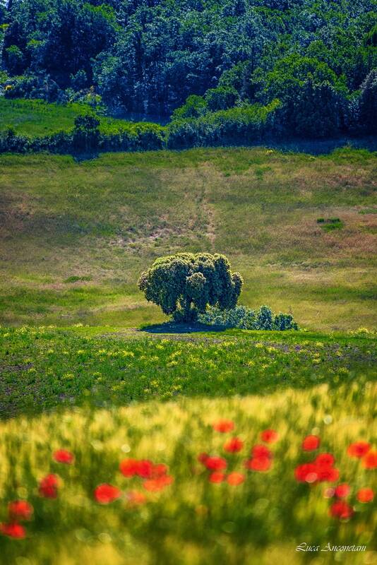 tree, fields, spring, nature, landscape, ital Alone фото превью