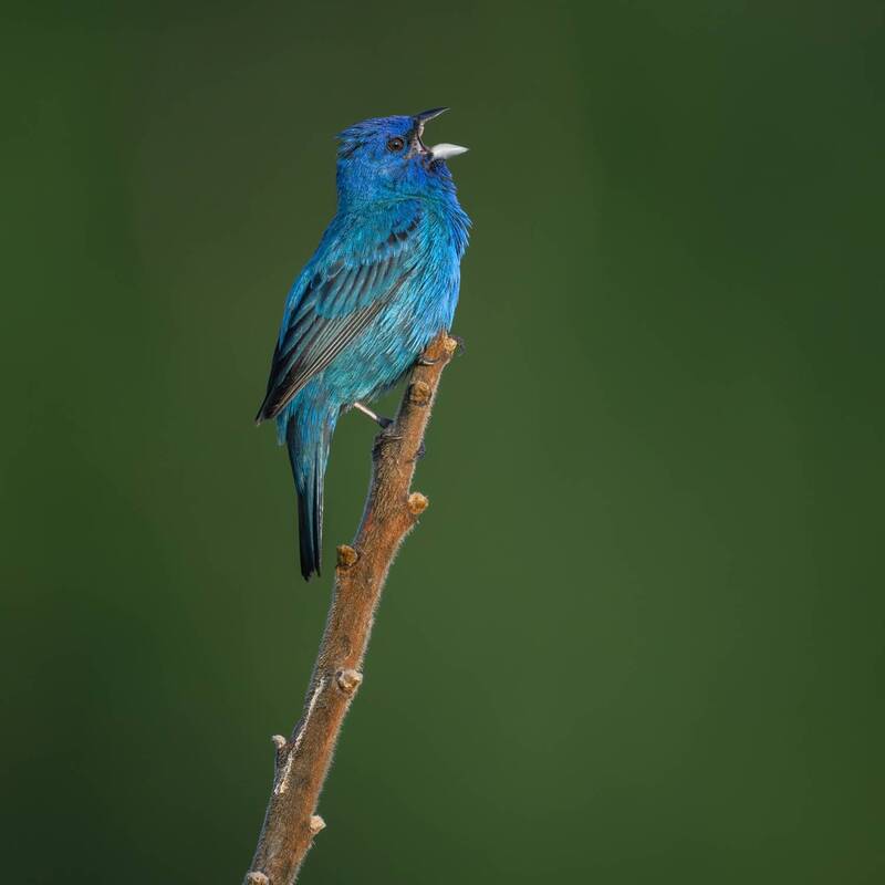 Indigo Bunting (Passerina cyanea) фото превью