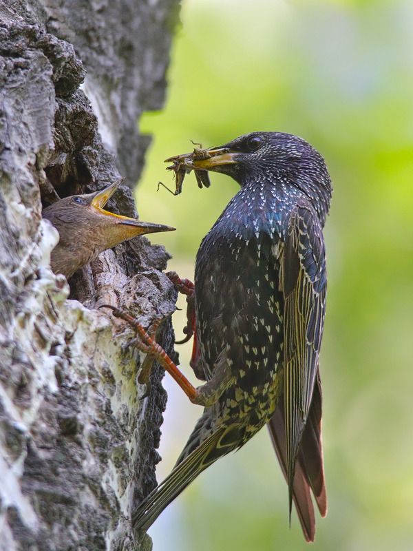 обыкновенный скворец, sturnus vulgaris Скворцы фото превью