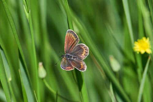 Plebejus argus