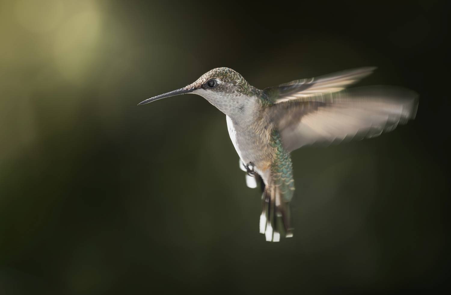 bird, hummingbird, rufous, sunset, Atul Saluja
