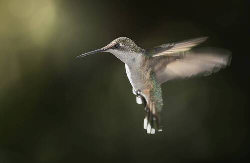 Frozen flight