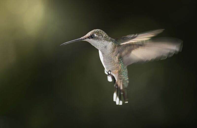 Frozen flight фото превью
