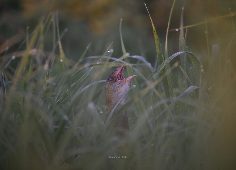 коростель, bird, crex crex Crex Crex фото превью