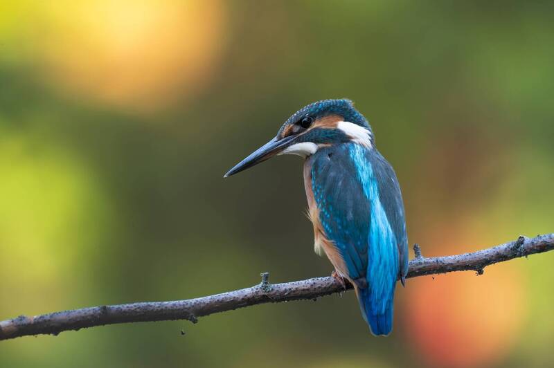 зимородок, птица, kingfisher Зимородок фото превью