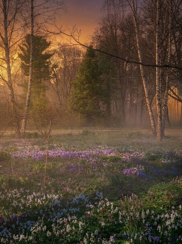 spring, весна, природа, nature, пейзаж, landscape, закат, sunset *** фото превью