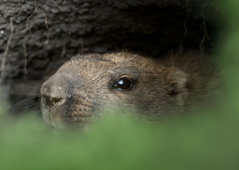 Сурок обыкновенный (Marmota bobak) фото превью