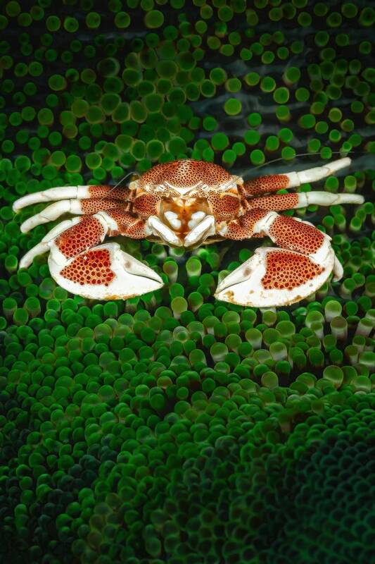 Фарфоровый крабик (лат. Neopetrolisthes maculatus)