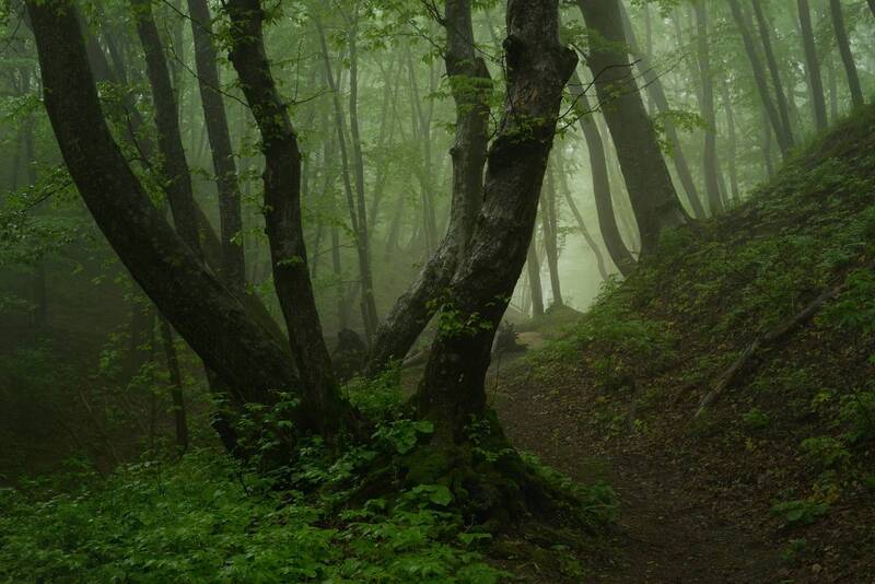 Туманное утро в лесу фото превью