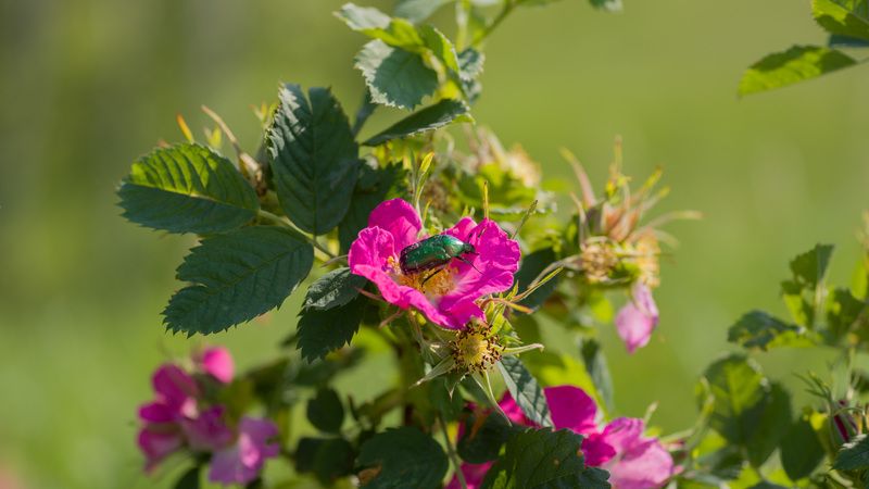 фото превью