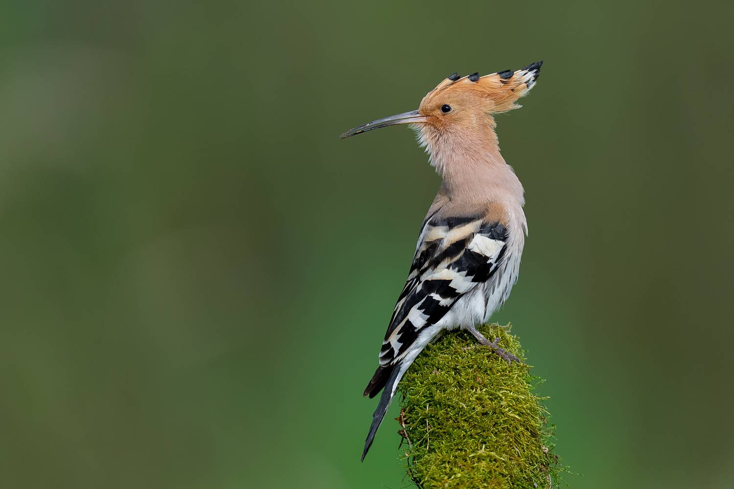 hoopoe, eurasian hoopoe, bird, wildlife, nature, feathers, crest, perched, wildlife photography, ornithology, wild bird, colorful bird, forest, natural light, bird portrait, Kwasek Damian