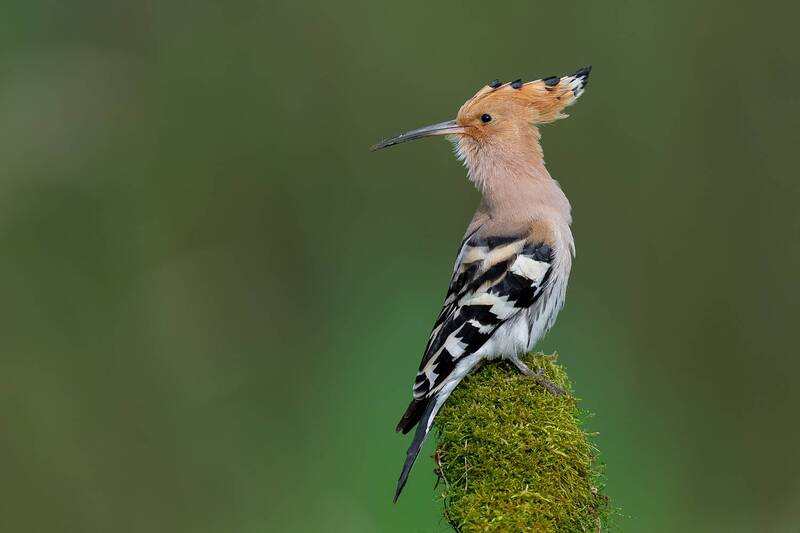 hoopoe, eurasian hoopoe, bird, wildlife, nature, feathers, crest, perched, wildlife photography, ornithology, wild bird, colorful bird, forest, natural light, bird portrait Forest Sentinel фото превью