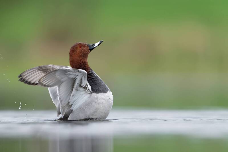 common pochard, pochard, duck, waterfowl, bird, wildlife, nature, lake, wings, splash, bird photography, wildlife photography, wetland, water bird, natural light, wild duck Grace on the Water фото превью