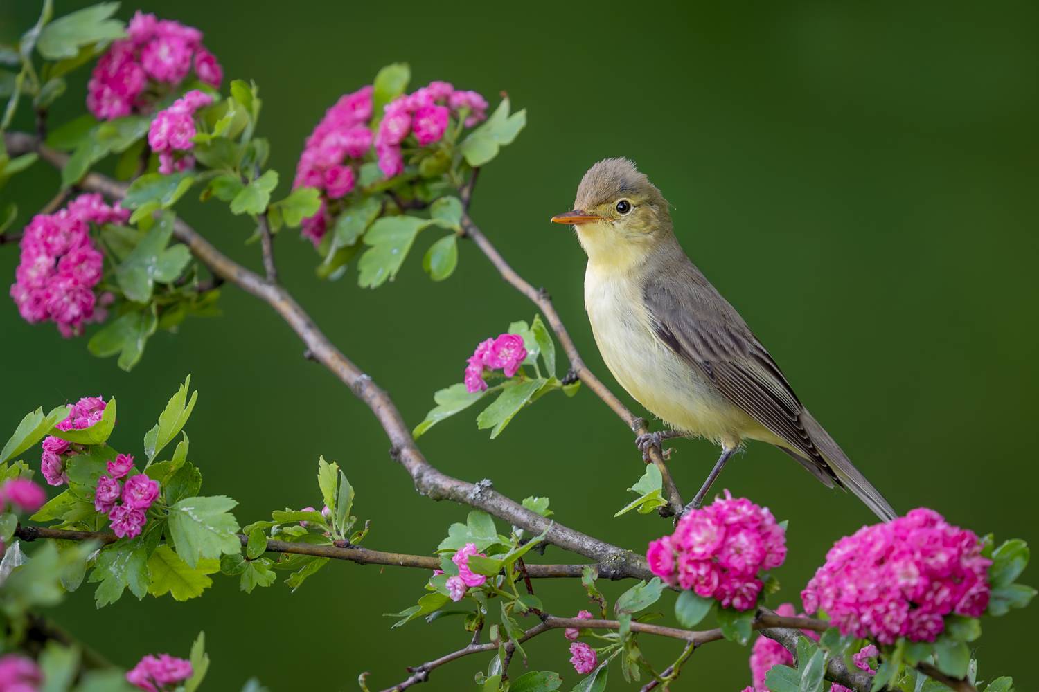 icterine warbler, warbler, songbird, bird, wildlife, nature, spring, blossoms, flowers, pink flowers, perched, wildlife photography, bird photography, natural light, wild bird, colorful nature, Kwasek Damian
