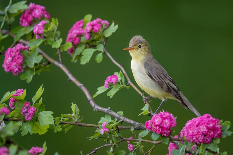 icterine warbler, warbler, songbird, bird, wildlife, nature, spring, blossoms, flowers, pink flowers, perched, wildlife photography, bird photography, natural light, wild bird, colorful nature Among Spring Blossoms фото превью