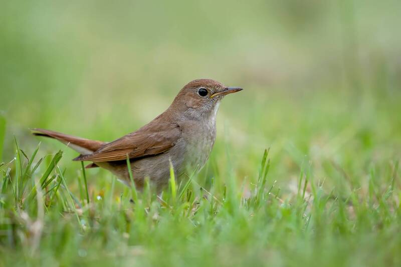 common nightingale, nightingale, songbird, bird, wildlife, nature, grass, spring, wild bird, bird photography, wildlife photography, soft light, natural light, ornithology, forest bird Silent Song фото превью