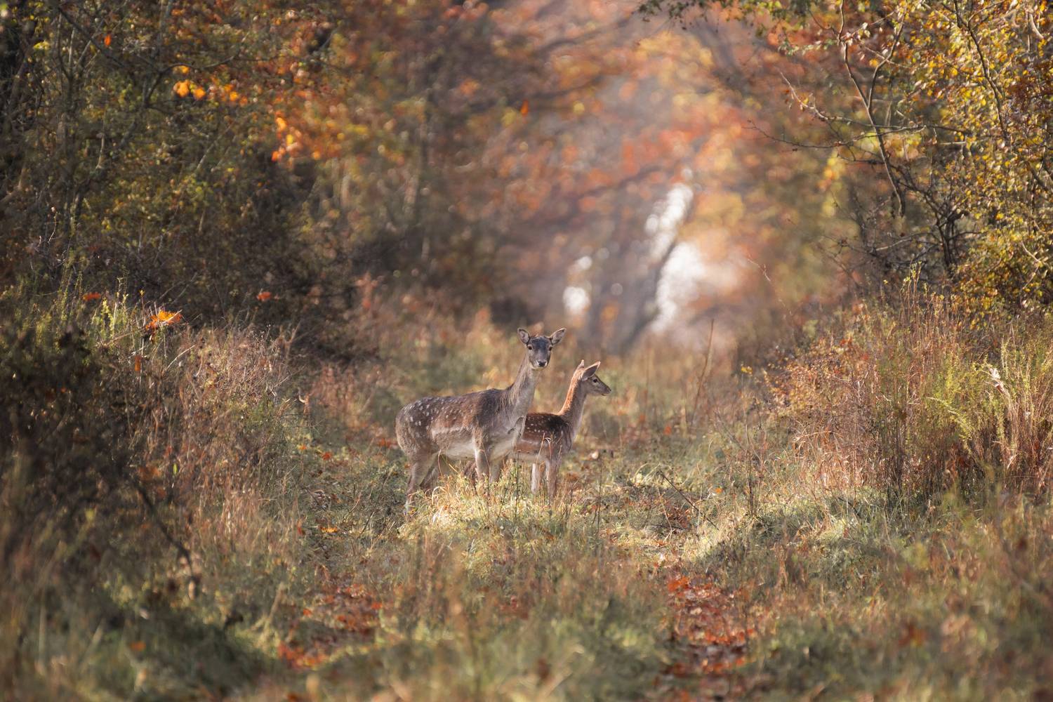 лань, лань европейская, олень, fallow deer, deer, forest, autumnal, лес, осень, Денис Гаврицков