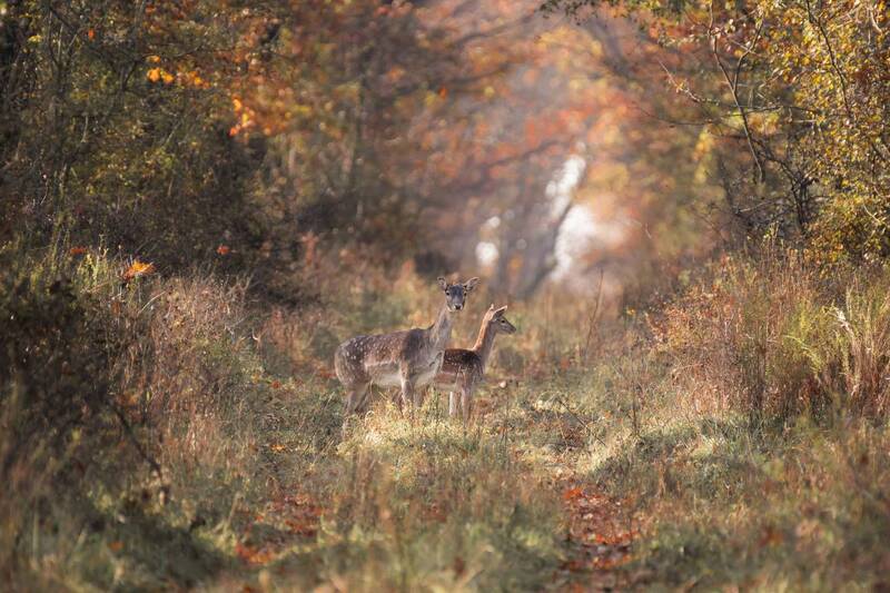 лань, лань европейская, олень, fallow deer, deer, forest, autumnal, лес, осень Лани европейские в осеннем лесу фото превью