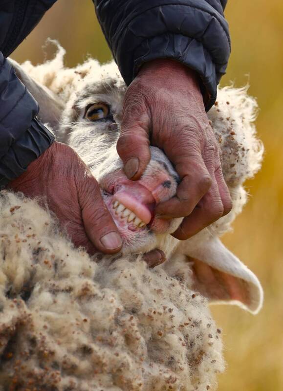 sheep фото превью
