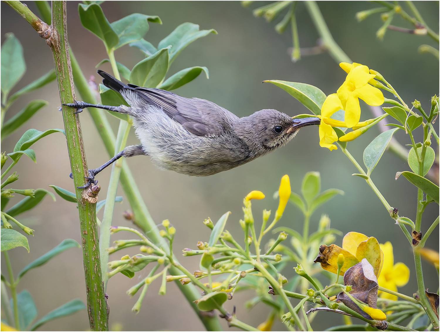 нектарница палестинская, cinnyris osea, птица, palestine sunbird, sunbird, нектарница, Alexsandr Grigoriev