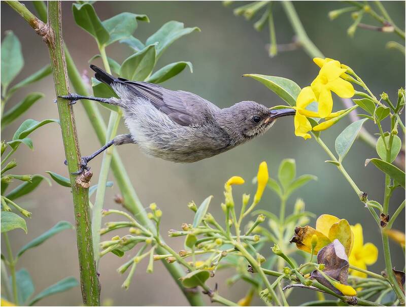 нектарница палестинская, cinnyris osea, птица, palestine sunbird, sunbird, нектарница Нектарница палестинская. (Cinnyris osea).Самка. фото превью