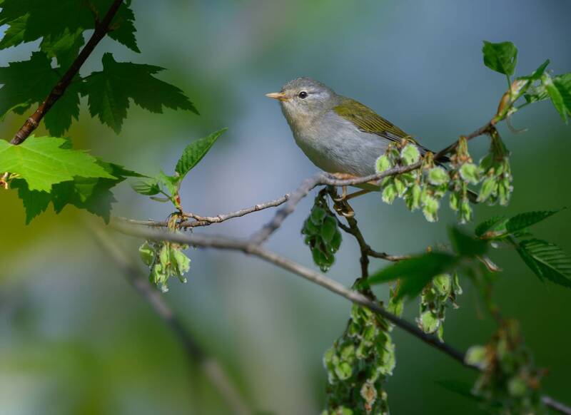 Tennessee Warbler фото превью