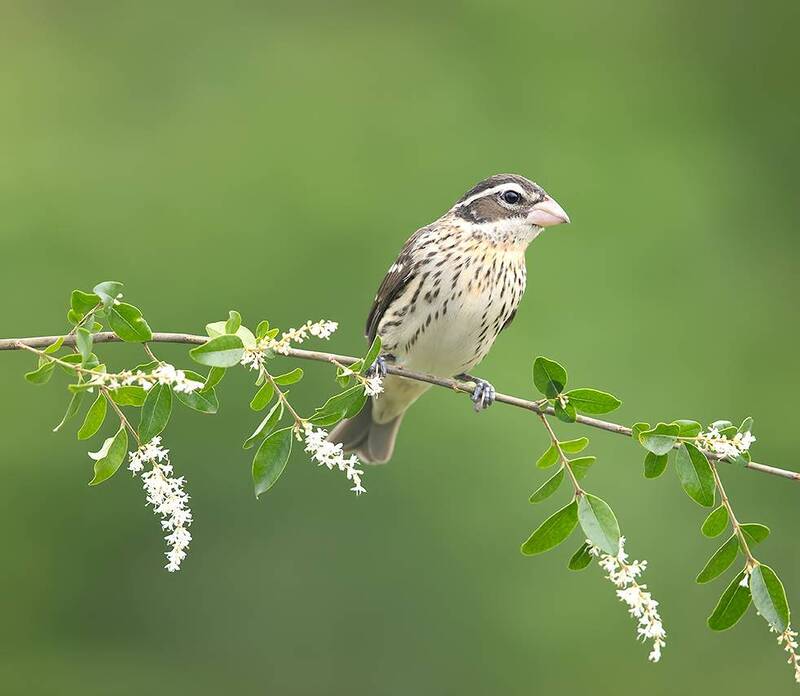 rose-breasted grosbeak, grosbeak, кардинал, весна, spring, красногрудый дубоносовый кардинал Female, Rose-breasted Grosbeak. Cамка. Красногрудый дубоносовый кардинал фото превью