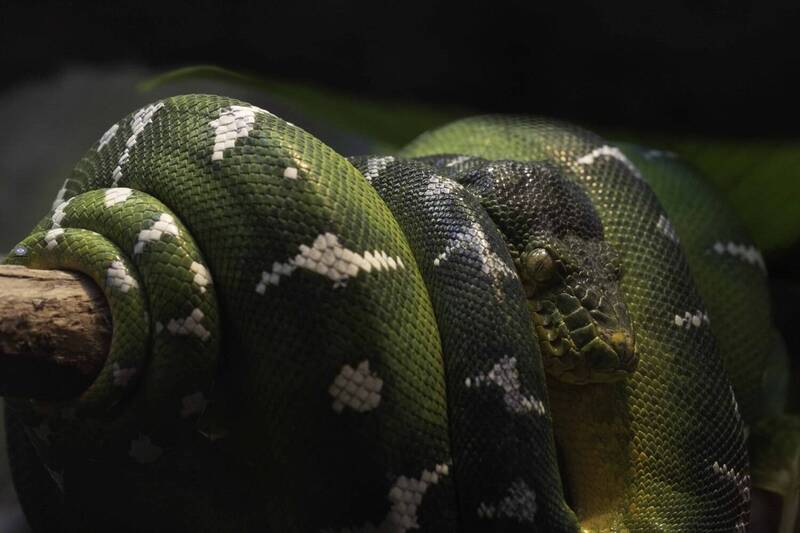 Emerald tree boa фото превью