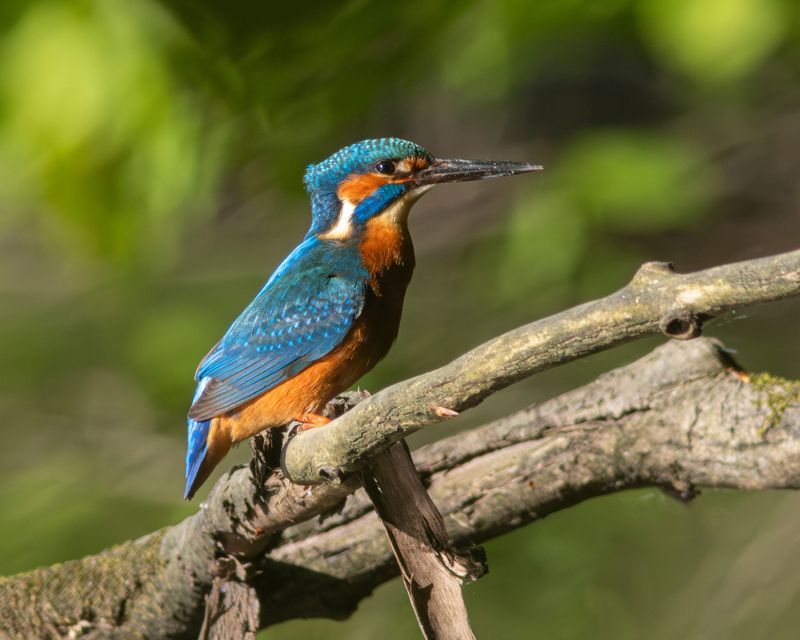 зимородок, обыкновенный зимородок, alcedo atthis, common kingfisher, kingfisher, птицы калининградской области Зимородки: мальчик и девочка фото превью