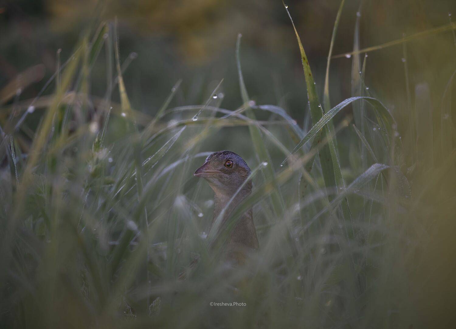 коростель, bird, crex crex, Ирешева Мария