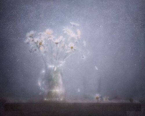 Облако ромашек полевых 