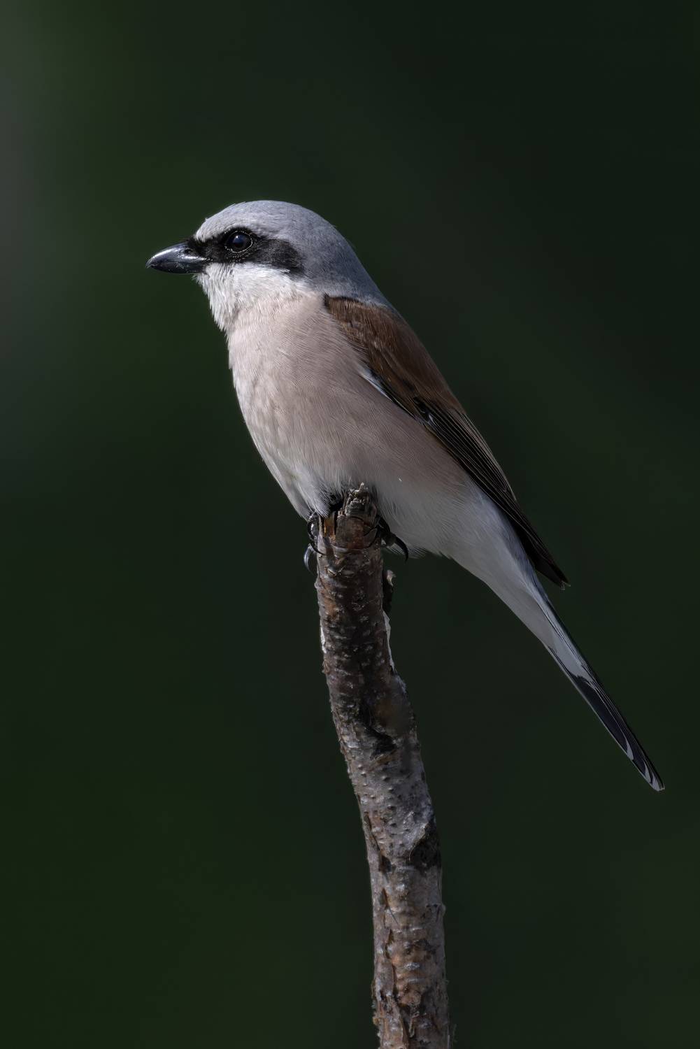 Сорокопут-жулан (Lanius collurio). Автор: Abdalova Tatiana сорокопут, жулан, птицы, природа, Abdalova Tatiana