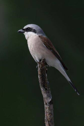Сорокопут-жулан (Lanius collurio)