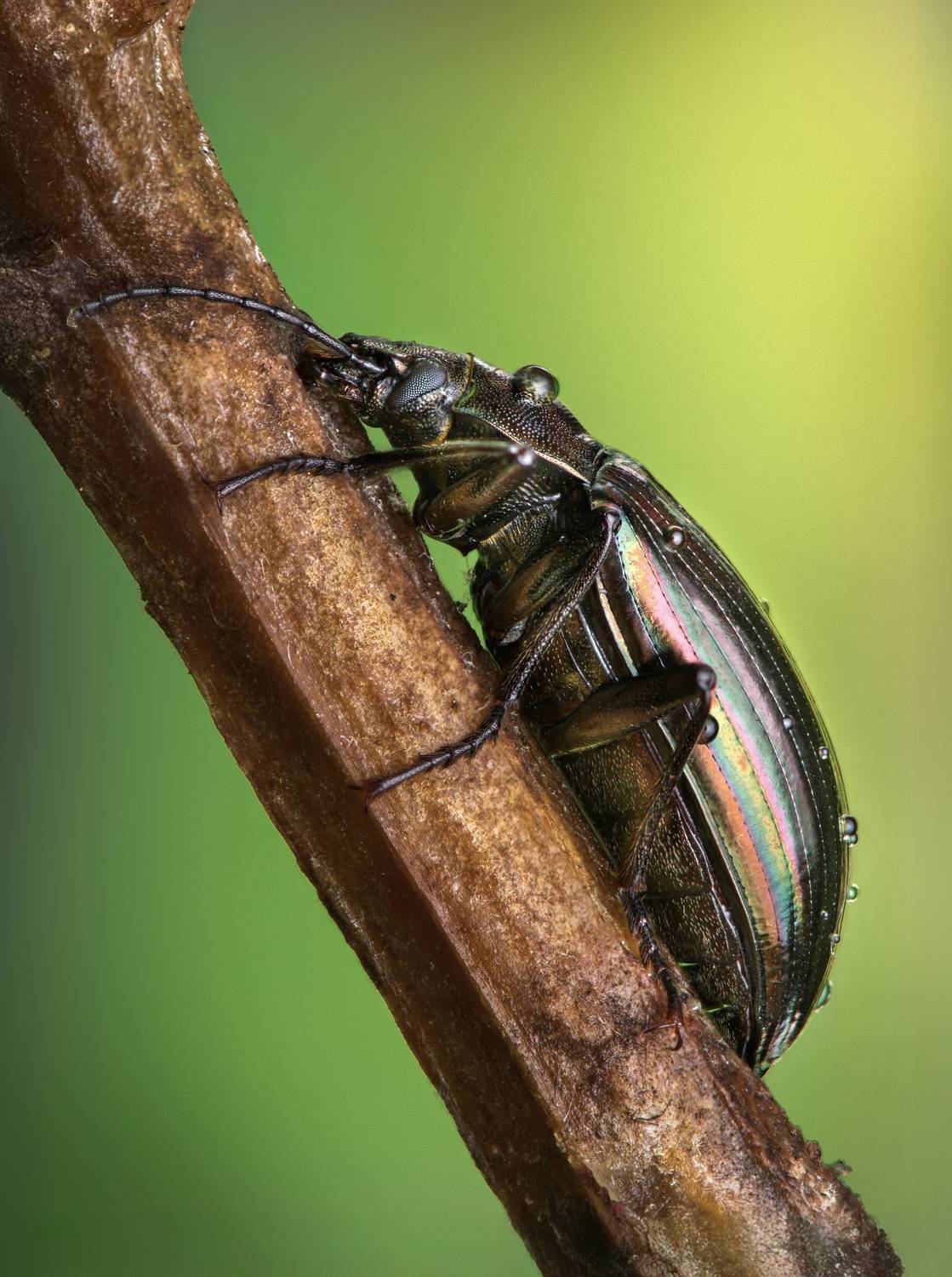 insect, macro, beetle, summer, Atul Saluja