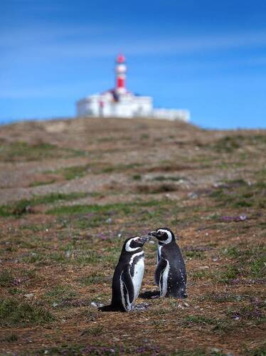 Isla Magdalena, Chile